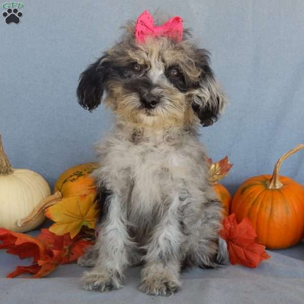 Princess- micro mini, Mini Goldendoodle Puppy